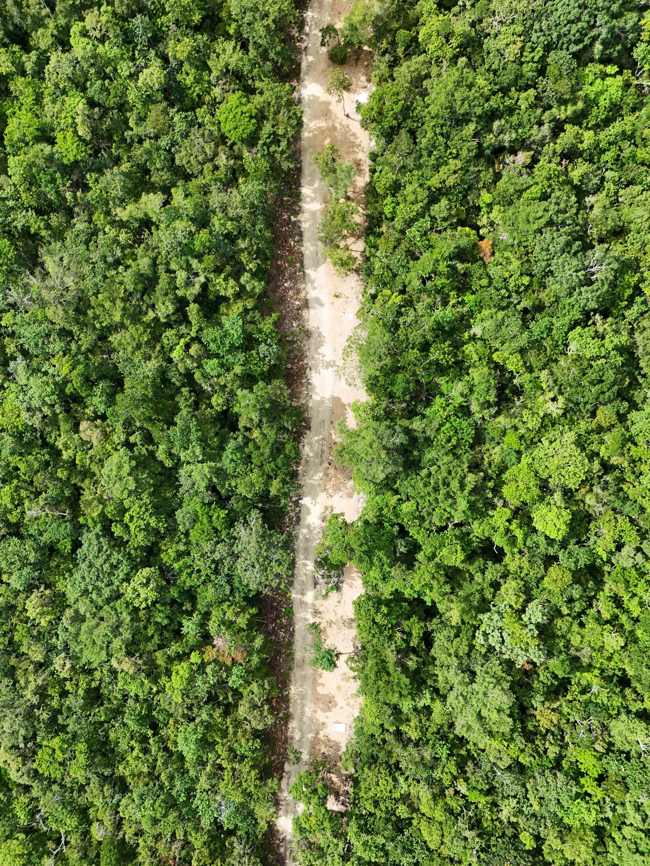 Overhead aerial photograph of a limestone track being opened through jungle, with trees still standing in the roadway