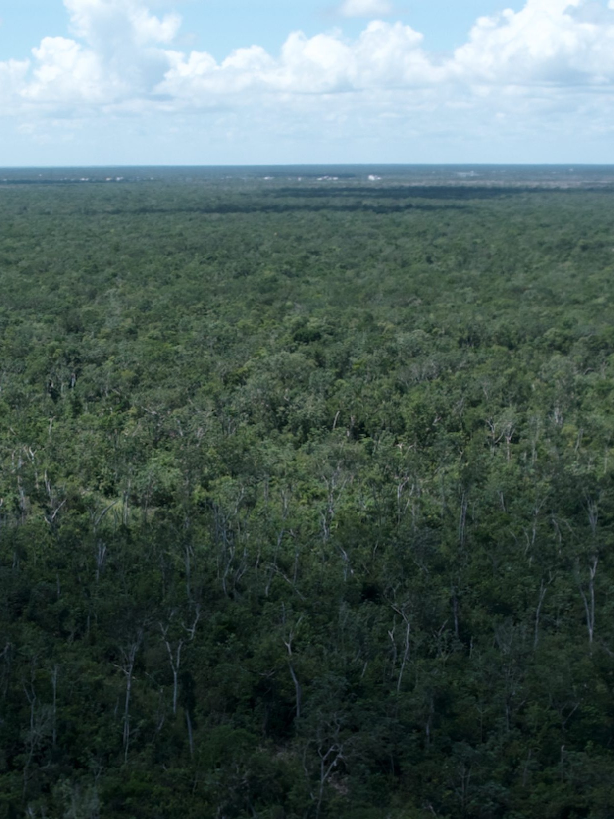 Aerial photograph of unbroken jungle canopy over the Región 10 corridor, Tulum